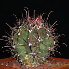 Una foto de Ferocactus herrerae