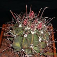 Una foto de Ferocactus herrerae