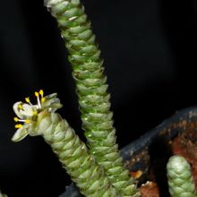 A photo of Anacampseros albissima