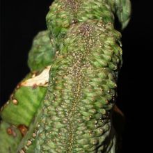 Una foto de Euphorbia obesa fma. crestada