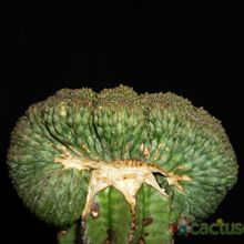 A photo of Euphorbia obesa fma. crestada