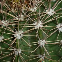 Una foto de Acanthocalycium spiniflorum