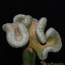 A photo of Pelecyphora strobiliformis fma. crestada