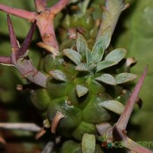 Una foto de Euphorbia stellispina