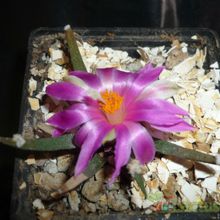 A photo of Ariocarpus agavioides