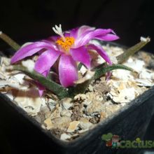 A photo of Ariocarpus agavioides