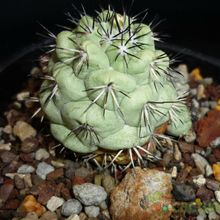 A photo of Ortegocactus macdougallii