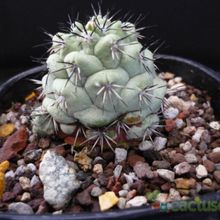 A photo of Ortegocactus macdougallii