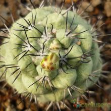 A photo of Ortegocactus macdougallii
