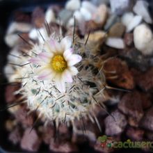 A photo of Turbinicarpus beguinii subsp. beguinii