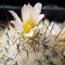 A photo of Turbinicarpus beguinii subsp. beguinii