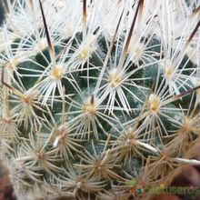 A photo of Turbinicarpus beguinii subsp. beguinii