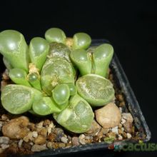 A photo of Conophytum limpidum  