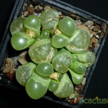 A photo of Conophytum limpidum  