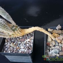 A photo of Turbinicarpus subterraneus