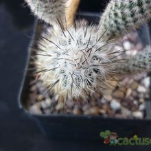 A photo of Turbinicarpus subterraneus