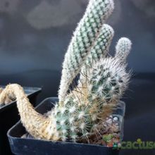 A photo of Turbinicarpus subterraneus