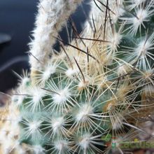 A photo of Turbinicarpus subterraneus