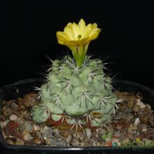 A photo of Ortegocactus macdougallii