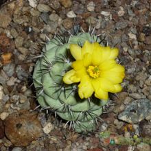 A photo of Ortegocactus macdougallii