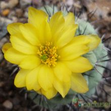 A photo of Ortegocactus macdougallii