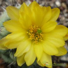 A photo of Ortegocactus macdougallii