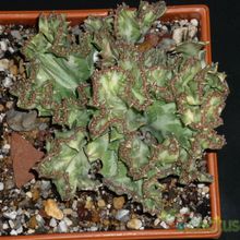 A photo of Euphorbia lactea fma. crestada
