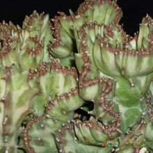A photo of Euphorbia lactea fma. crestada