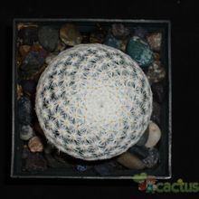 A photo of Mammillaria herrerae