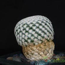 A photo of Mammillaria herrerae