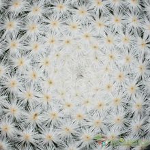 A photo of Mammillaria herrerae