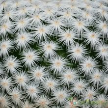 A photo of Mammillaria herrerae