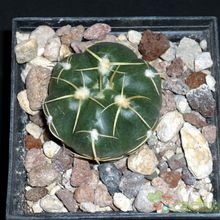 A photo of Gymnocalycium horstii