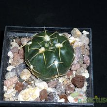 A photo of Gymnocalycium horstii