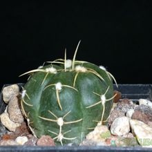 A photo of Gymnocalycium horstii