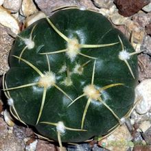 A photo of Gymnocalycium horstii