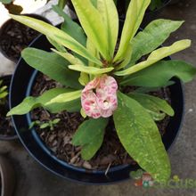 Una foto de Euphorbia milii var. splendens