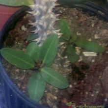 Una foto de Euphorbia milii var. splendens