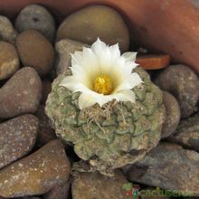 Una foto de Strombocactus disciformis