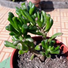 A photo of Crassula ovata cv. gollum