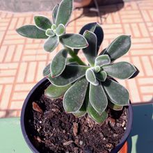 A photo of Echeveria pulvinata