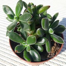 A photo of Echeveria pulvinata