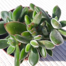 A photo of Echeveria pulvinata