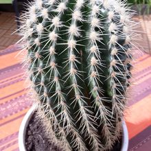 Una foto de Echinocereus grandis