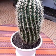 Una foto de Echinocereus grandis