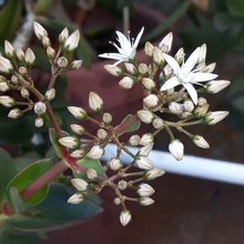 A photo of Crassula lactea
