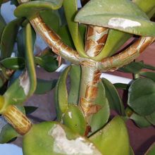 A photo of Crassula lactea