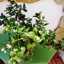 A photo of Crassula lactea