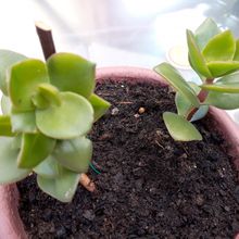 A photo of Crassula lactea