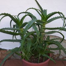 Una foto de Aloe arborescens